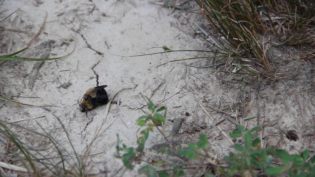Ptilothrix bombiformis Mating Behavior
