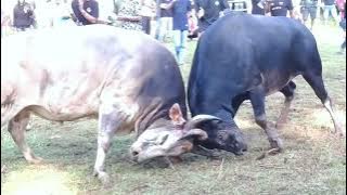 aduan sapi Bawean 10 Mei 2022 // torboks vs serigala.  lapangan tanah rata