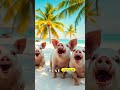 Island Where Pigs Swim With You! 🏝️🐷