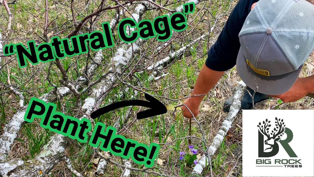 Hinge-Cut? Plant Shrubs!--How To - YouTube