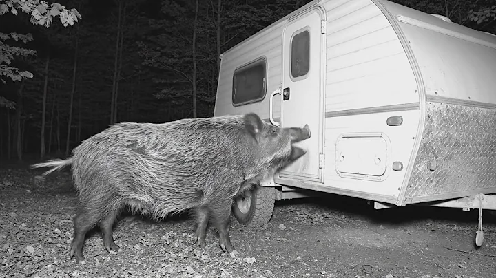 Yukon Trail Camera: Spooky Camping near Wild Boar's Den
