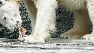 【とべ動物園】鶏肉丸ごとよく噛んで食べるしろくまバリーバ（ピースのお母さん）国内最高齢ホッキョクグマ33歳