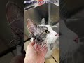 ある日のお客様 #みーちゃん先生 #猫好きさんと繋がりたい