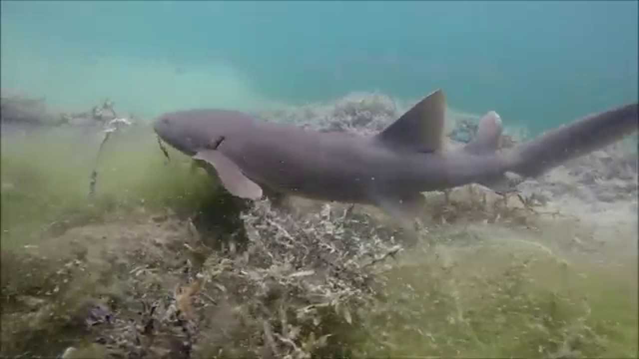 Nurse Sharks hooked in Florida Keys, Part IIGoPro YouTube