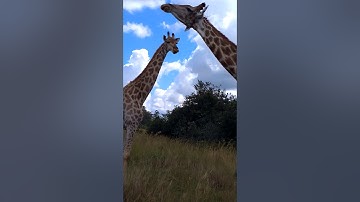3 Giraffes - Short Video From Mobile - Vertical