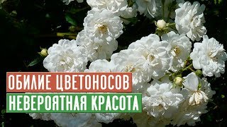 ЭТИ МУСКУСНЫЕ РОЗЫ СОЗДАДУТ НЕВЕРОЯТНУЮ АТМОСФЕРУ В ВАШЕМ САДУ / Садовый гид