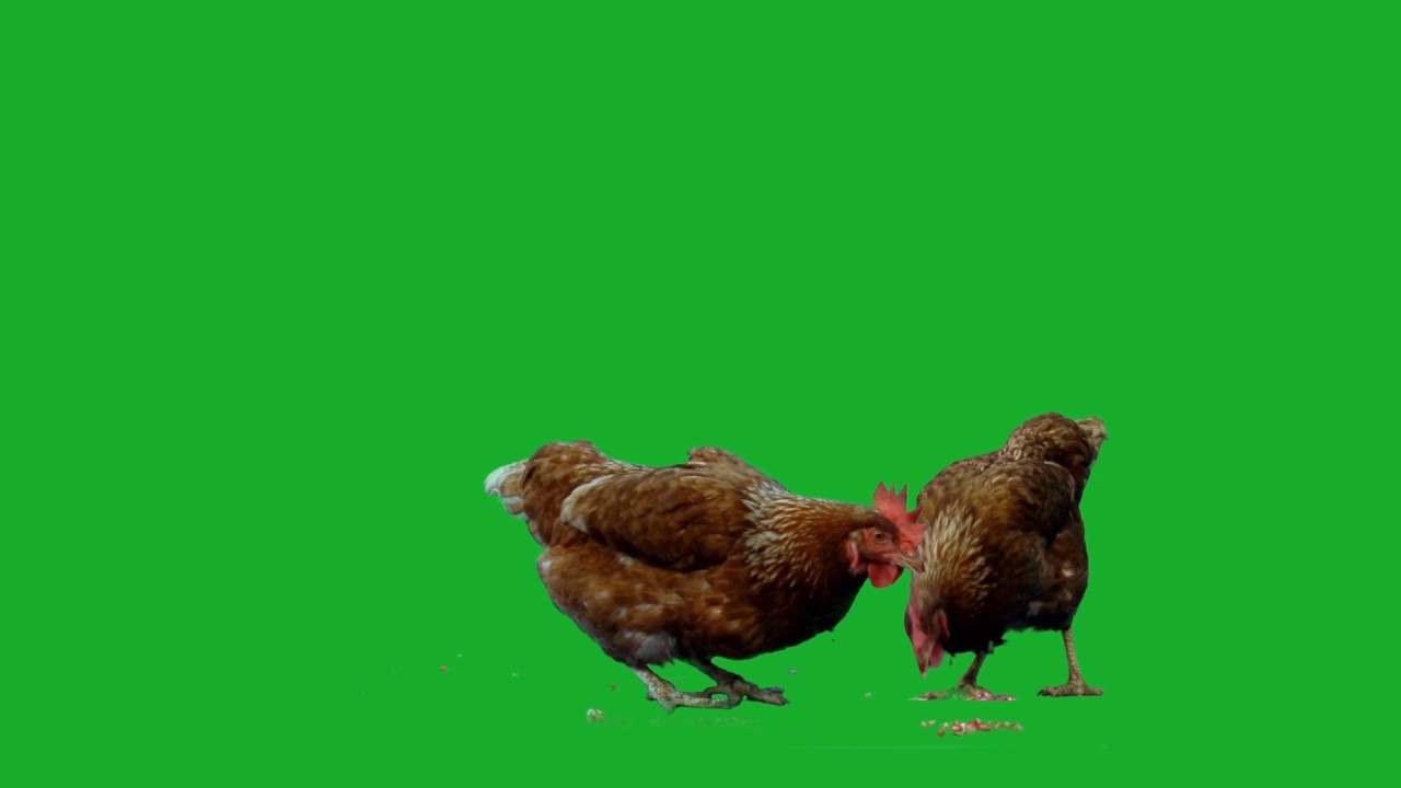 Chicken on Green Screen - FREE HD STOCK FOOTAGE VIDEO - YouTube