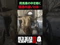 【RDR2】クエストの裏で実はこんなことが起きています【レッドデッドリデンプション2】
