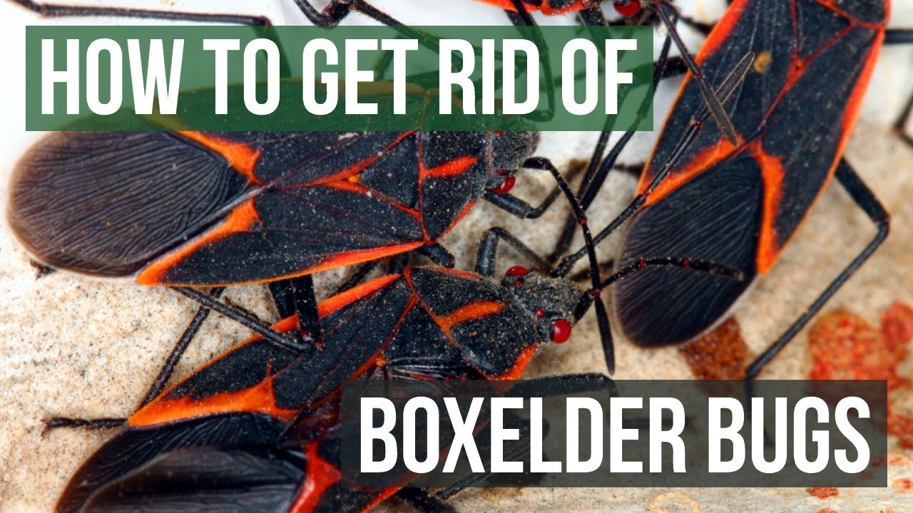 How Do You Get Rid Of Boxelder Bugs Naturally?