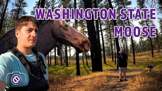 Scott Hill Photography | Washington State Moose – Buck, Eastern Kingbird, Western Wood-Pewee