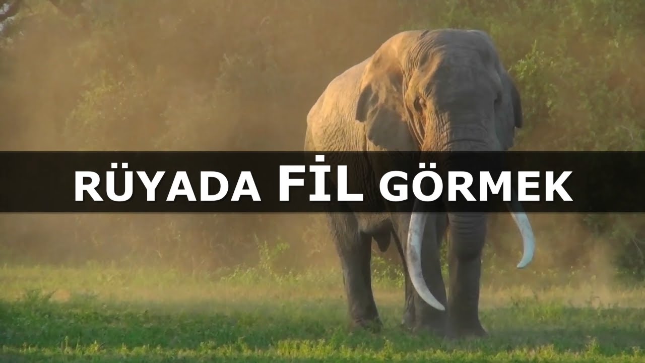 Rüyada Fil Görmek | İslami Rüya Tabiri | Dini Rüya Tabirleri - YouTube