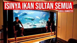 MEGATANK IKAN PREDATOR ISI LINCE CATFISH BARRAMUNDI PLATINUM, GOLDEN & IKAN PREDATOR LANGKA LAINNYA