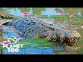 Planet Zoo Austrália - Os CROCODILOS chegaram no ZOO