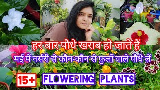 मई में नर्सरी से कौनकौन से 15+फुलों वाले पौधे लें/15+Hardy Flowering Plants May Buy Nursery/Plants