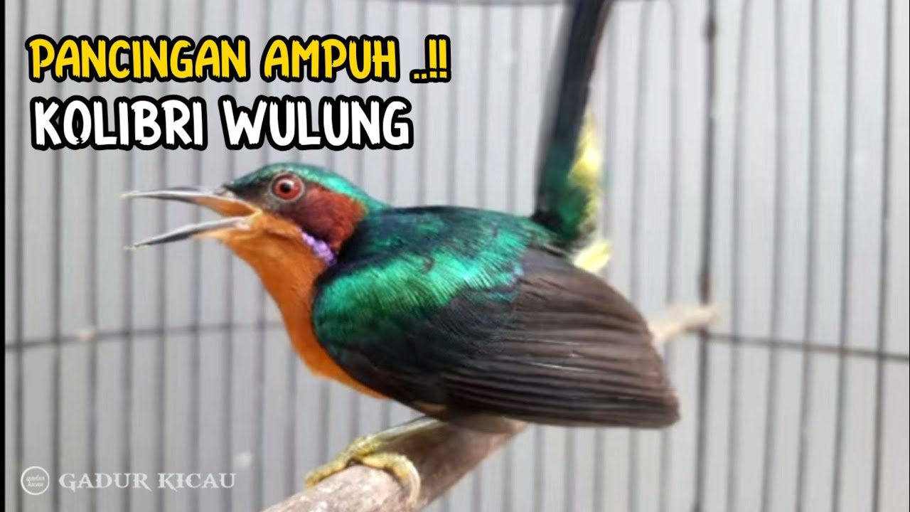 kowul gacor !! pancingan emosi kolibri wulung