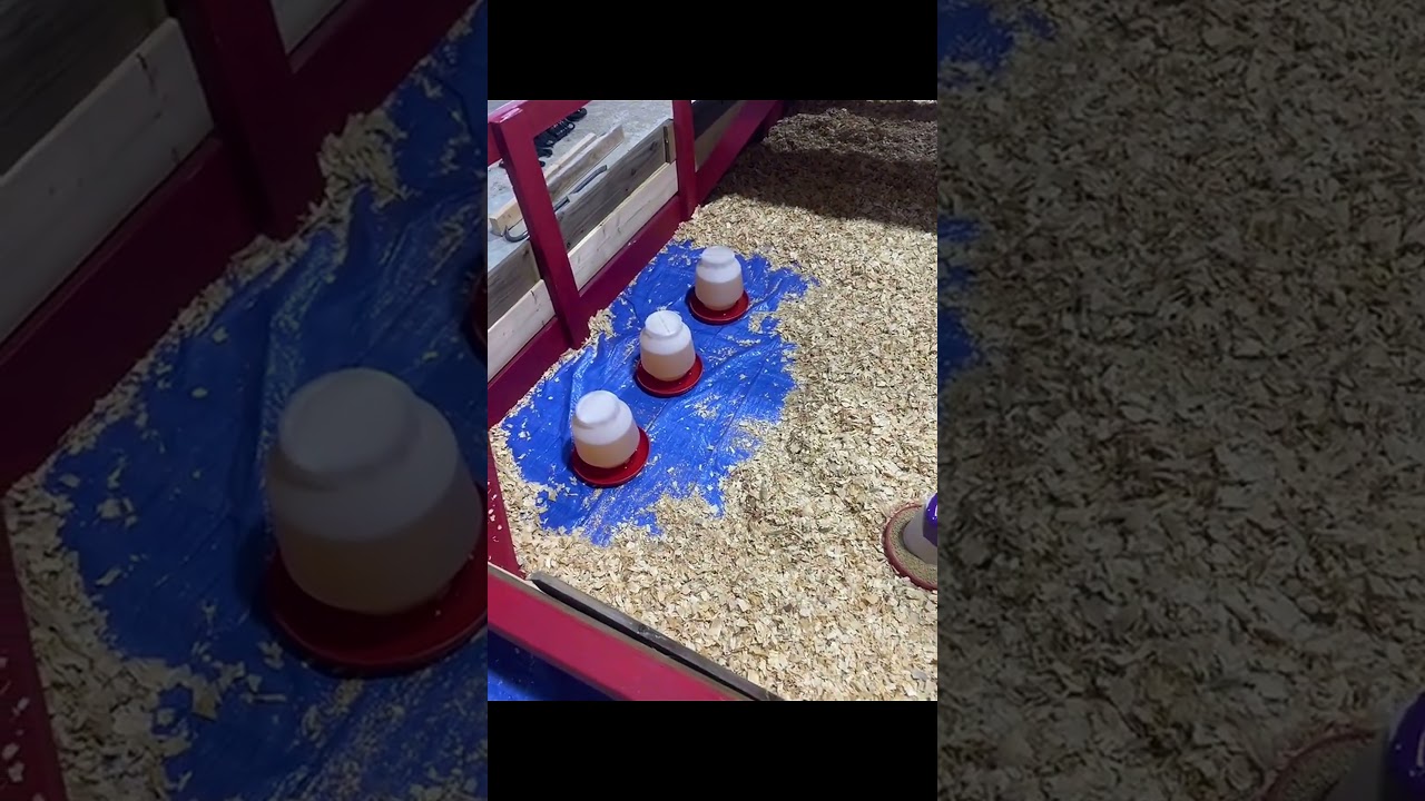 Baby Chickens Find Temporary Home in Shop 