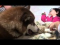 ハスキー子供の看病 husky Nursing