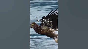 أَوَلَمْ يَرَوْا إِلَى الطَّيْرِ فَوْقَهُمْ)سوره الملك: 19]