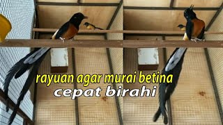 Rayuan Maut Murai Jantan Bikin Murai Betina Cepat Birahi, Cocok Buat Pancingan