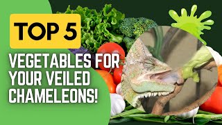 What Vegetables are Good for Veiled Chameleons?