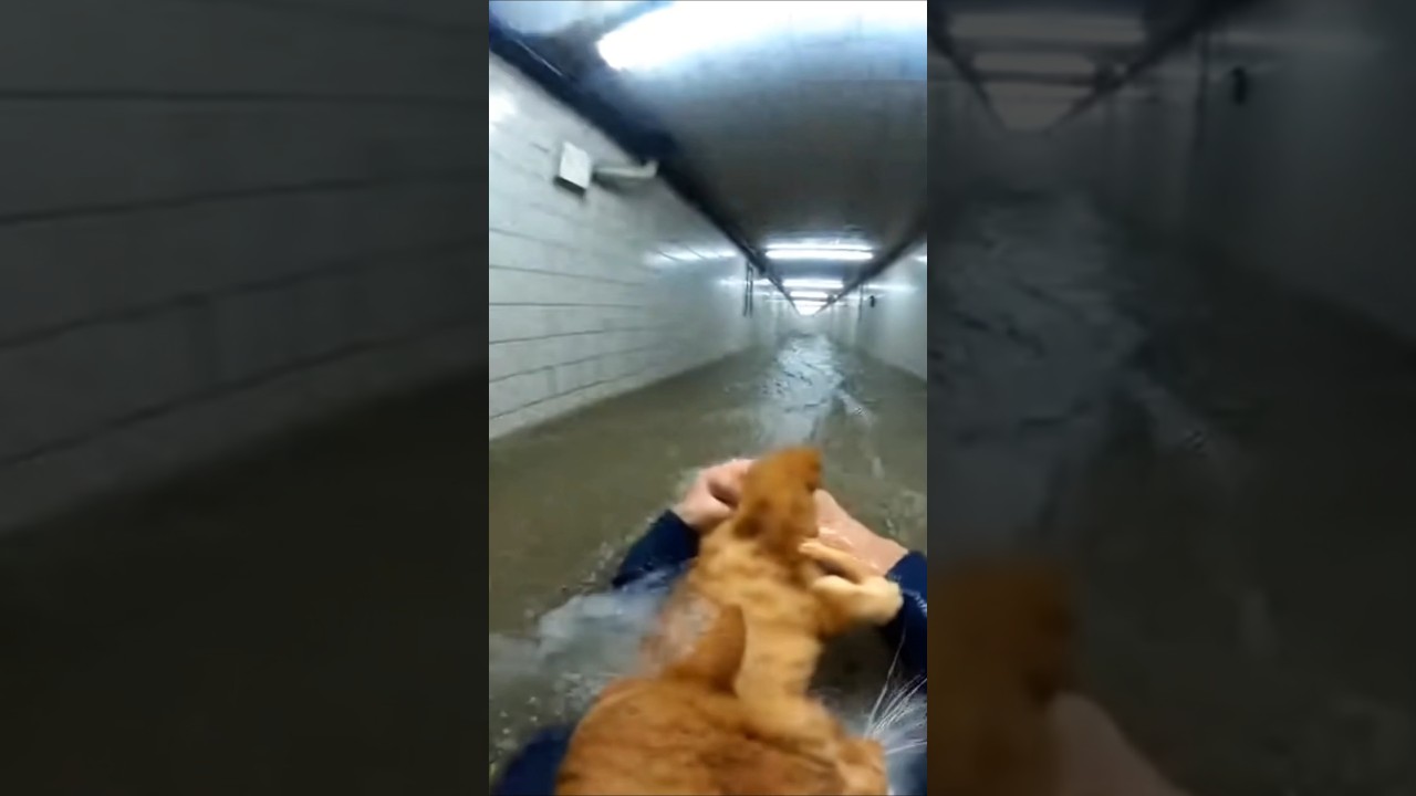 Underground Subway Flood Cat Rescue 💔 😭