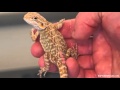 RAPTOR REPTILS: Baby Bearded Dragon SALE UPDATE!