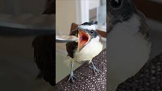 Bem-te-vi comendo papinha na colher (vídeo que ficou de fora). #pássaroslivres #birdslover