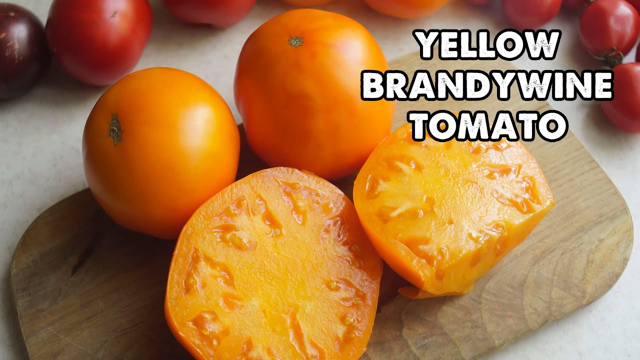 Brandywine Tomato