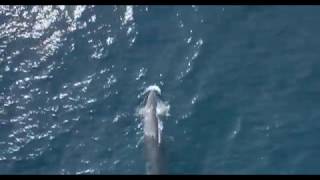 Whale surfacing captured by a drone in the Andaman sea