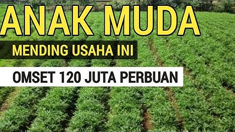 UBI JALAR SALAH SATU PELUANG USAHA DAN IDE BISNIS DIDESA MODAL KECIL | TAPI OMSET BISA 120JT