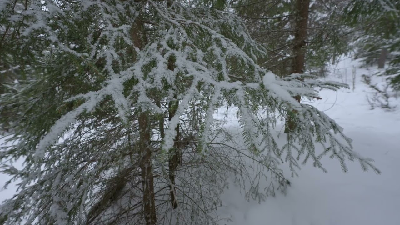2026 02 03 - Gjelleråsmarka, a snowy morning in the forest