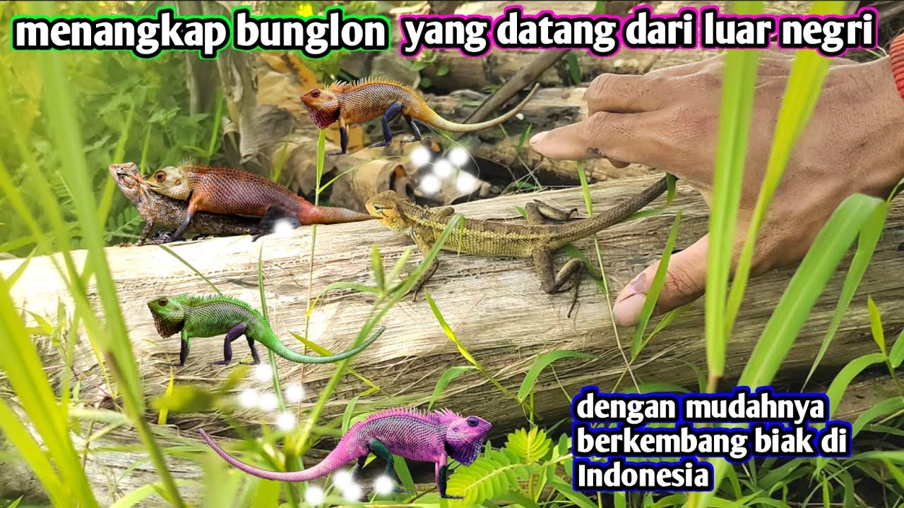 MENANGKAP BUNGLON INVASIF YG BERKEMBANG BIAK DI INDONESIA