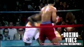 Foreman vine