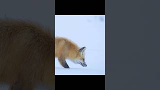 Ears For Mice, Hooves For Havoc