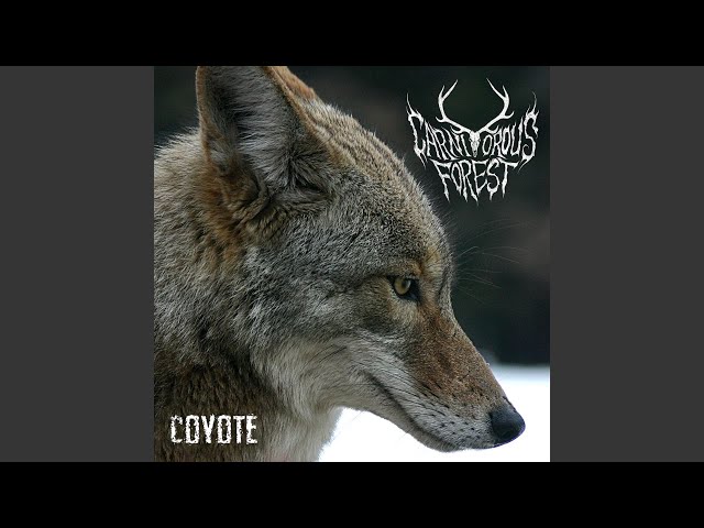 Carnivorous Forest - Coyote