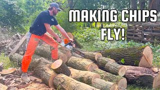 BUCKING MORE TREE SERVICE WOOD!!! FREE IS AMAZING!