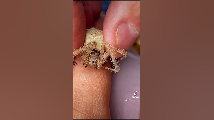 La morsure d’Araneus cavaticus, une araignée sans danger pour l’humain. #spider #wildlife