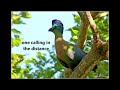 Purple-crested Turaco calls