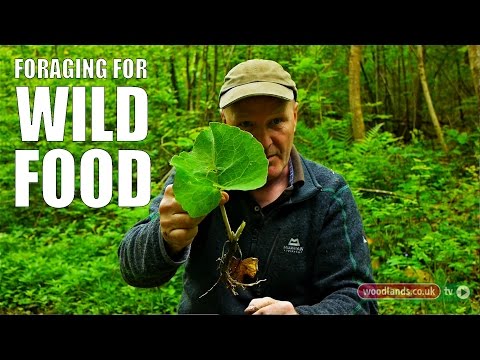 Foraging for Wild Food