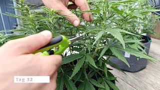 Autoflower richtig runterbinden und entblättern | Anbau für Anfänger