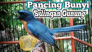 Siulan Sulingan Gunung Cocok Untuk Pancing Bunyi Burung Sulingan Gunung Bahan