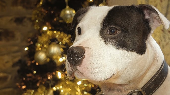 John Lewis Christmas Ad 2016 with Buster The Boxer Dog 