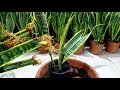 How To Propagate Snake Plant (Sansevieria) In Water