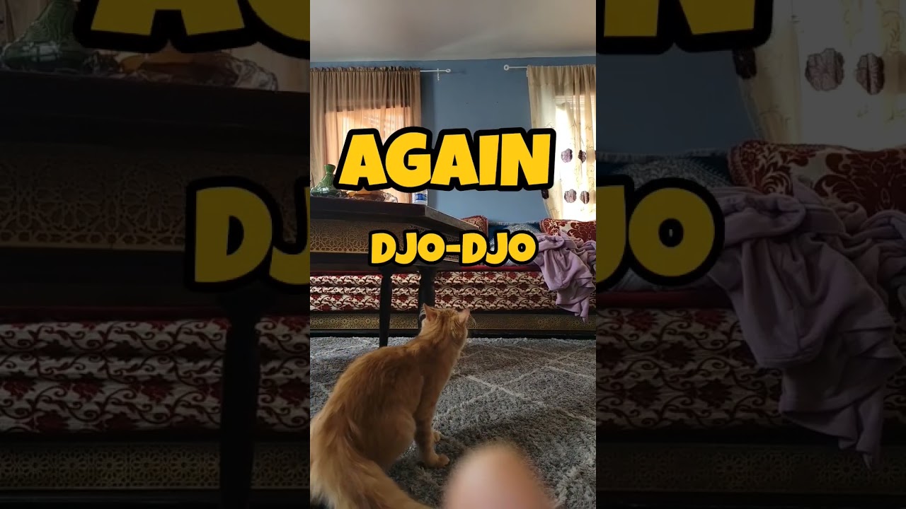 How my orange furball became a mini tiger with hops! 