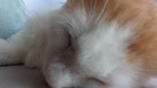 【癒やし】ゴロゴロ言ってる猫 by 猫のマーシャ 88 views 3 weeks ago 2 minutes, 19 seconds