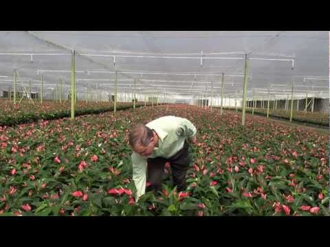 Video: Anthurium (63 Foto's): Sorg Vir Die Blom 