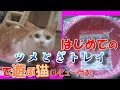 はじめてのツメとぎトレイで遊ぶ猫（レビュー付き）～Cats playing with the tray for sharpen the nails the first time