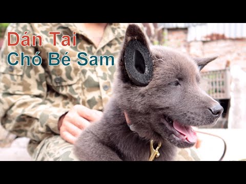 Video: Cách Dán Tai Của Chó Săn đồ Chơi