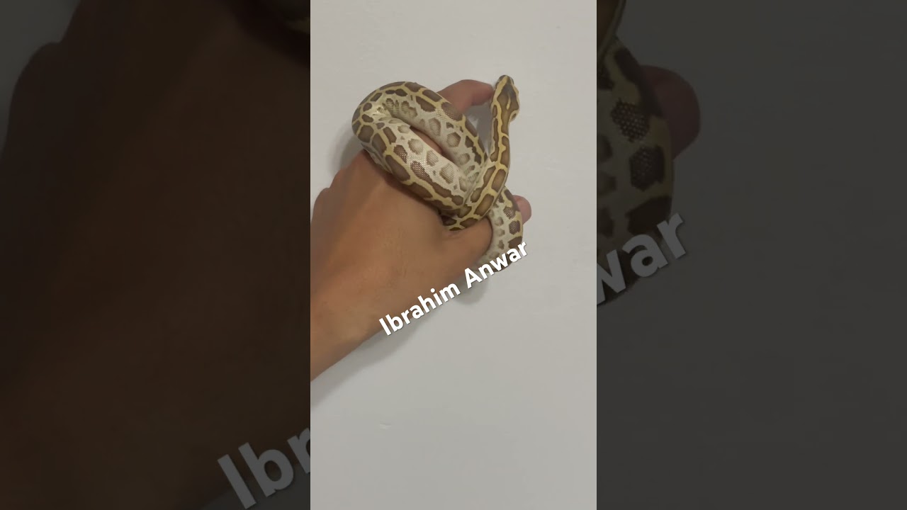 Hypo Burmese python هايبو بورميس بايثون تعابين 