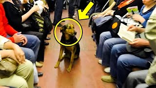 Polizeihund weigert sich den Bus zu verlassen  Was der Fahrer als nächstes tat, macht dich sprachlos